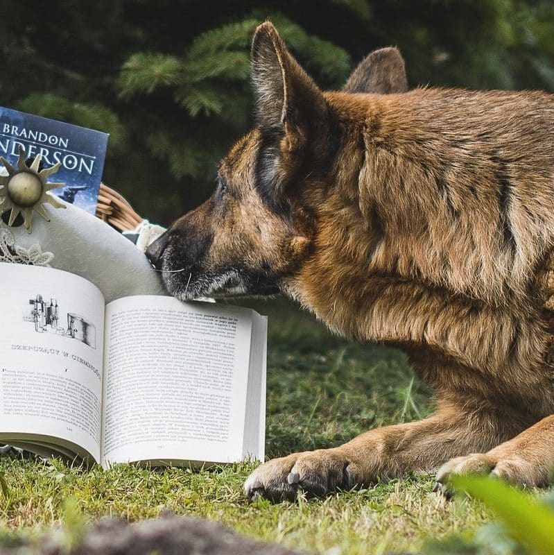 un chien en train de lire