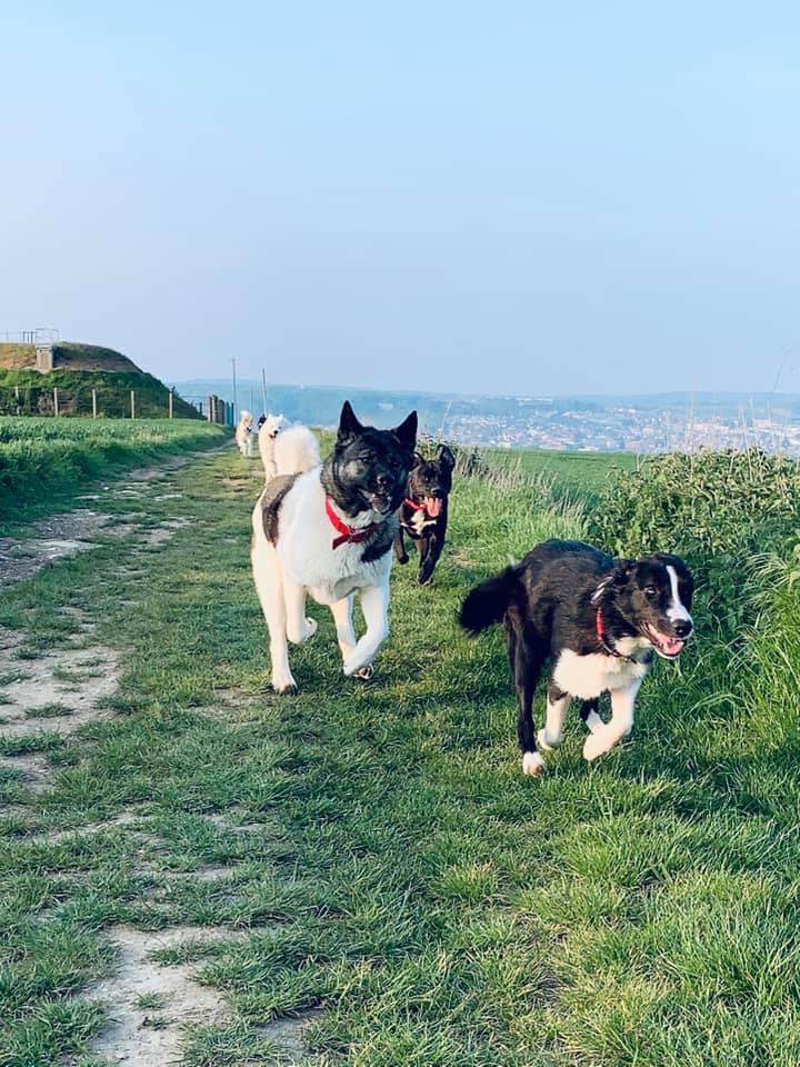 Kina de Canistuce et ses amis cours lors d'une balade